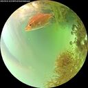 ./images/calvert/underwater/20260826/underwater20260826_161501M.jpg