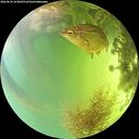 ./images/calvert/underwater/20260826/underwater20260826_163002M.jpg