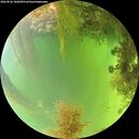 ./images/calvert/underwater/20260826/underwater20260826_180001M.jpg
