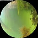 ./images/calvert/underwater/20260826/underwater20260826_182501M.jpg