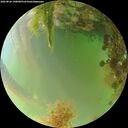 ./images/calvert/underwater/20260826/underwater20260826_190001M.jpg