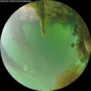 ./images/calvert/underwater/20260826/underwater20260826_193001M.jpg