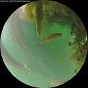 ./images/calvert/underwater/20260826/underwater20260826_195501M.jpg