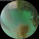 ./images/calvert/underwater/20260826/underwater20260826_200501M.jpg
