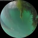 ./images/calvert/underwater/20260826/underwater20260826_201501M.jpg