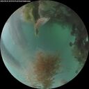 ./images/calvert/underwater/20260826/underwater20260826_203501M.jpg
