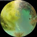 ./images/calvert/underwater/20260827/underwater20260827_074502M.jpg