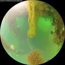 ./images/calvert/underwater/20260827/underwater20260827_090001M.jpg