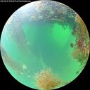./images/calvert/underwater/20260827/underwater20260827_095001M.jpg