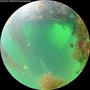 ./images/calvert/underwater/20260827/underwater20260827_100001M.jpg