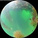 ./images/calvert/underwater/20260827/underwater20260827_101501M.jpg