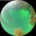 ./images/calvert/underwater/20260827/underwater20260827_113002M.jpg