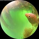 ./images/calvert/underwater/20260827/underwater20260827_123002M.jpg