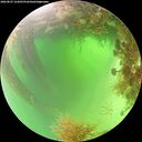 ./images/calvert/underwater/20260827/underwater20260827_124501M.jpg