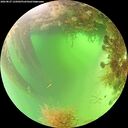 ./images/calvert/underwater/20260827/underwater20260827_125002M.jpg