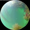 ./images/calvert/underwater/20260827/underwater20260827_140001M.jpg