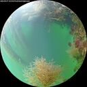 ./images/calvert/underwater/20260827/underwater20260827_141501M.jpg