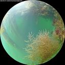 ./images/calvert/underwater/20260827/underwater20260827_142001M.jpg