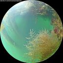 ./images/calvert/underwater/20260827/underwater20260827_142501M.jpg