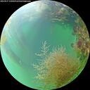 ./images/calvert/underwater/20260827/underwater20260827_143001M.jpg