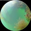 ./images/calvert/underwater/20260827/underwater20260827_143501M.jpg