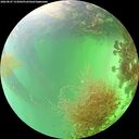 ./images/calvert/underwater/20260827/underwater20260827_153001M.jpg