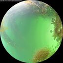 ./images/calvert/underwater/20260827/underwater20260827_153501M.jpg