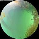 ./images/calvert/underwater/20260827/underwater20260827_155002M.jpg