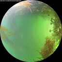 ./images/calvert/underwater/20260827/underwater20260827_164001M.jpg