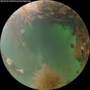 ./images/calvert/underwater/20260828/underwater20260828_072001M.jpg