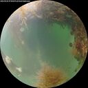 ./images/calvert/underwater/20260828/underwater20260828_073001M.jpg