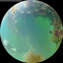 ./images/calvert/underwater/20260828/underwater20260828_081501M.jpg