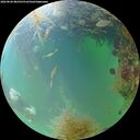 ./images/calvert/underwater/20260828/underwater20260828_082501M.jpg