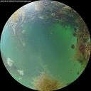 ./images/calvert/underwater/20260828/underwater20260828_083001M.jpg