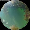 ./images/calvert/underwater/20260828/underwater20260828_084501M.jpg