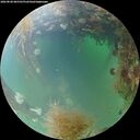 ./images/calvert/underwater/20260828/underwater20260828_085501M.jpg