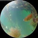 ./images/calvert/underwater/20260828/underwater20260828_091501M.jpg