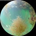 ./images/calvert/underwater/20260828/underwater20260828_093001M.jpg