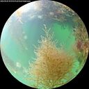 ./images/calvert/underwater/20260828/underwater20260828_093502M.jpg