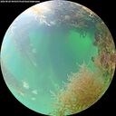./images/calvert/underwater/20260828/underwater20260828_094501M.jpg