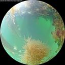 ./images/calvert/underwater/20260828/underwater20260828_095001M.jpg