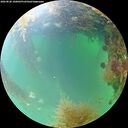 ./images/calvert/underwater/20260828/underwater20260828_100001M.jpg