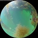 ./images/calvert/underwater/20260828/underwater20260828_101501M.jpg