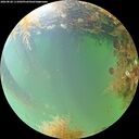 ./images/calvert/underwater/20260828/underwater20260828_111002M.jpg