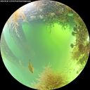 ./images/calvert/underwater/20260828/underwater20260828_115501M.jpg