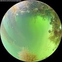 ./images/calvert/underwater/20260828/underwater20260828_123501M.jpg