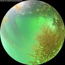 ./images/calvert/underwater/20260828/underwater20260828_140001M.jpg