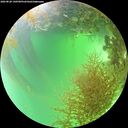 ./images/calvert/underwater/20260828/underwater20260828_140501M.jpg