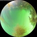 ./images/calvert/underwater/20260828/underwater20260828_143501M.jpg