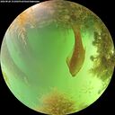 ./images/calvert/underwater/20260828/underwater20260828_151002M.jpg